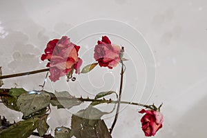 a dried rose in water, an abstract image suitable for using the cover