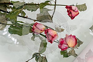 a dried rose in water, an abstract image suitable for using the cover