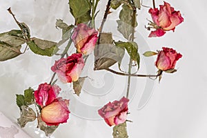 a dried rose in water, an abstract image suitable for using the cover