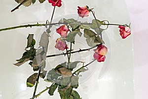 a dried rose in water, an abstract image suitable for using the cover