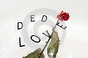 a dried rose in water, an abstract image suitable for using the cover. love text in black letters