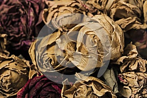 dried rose. Withered roses.selective focus point