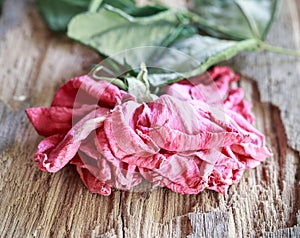 Dried rose on wooden background