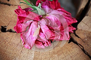Dried rose on wooden background