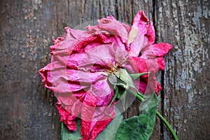 Dried rose on wooden background