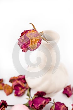 dried rosed in a jar on a white background