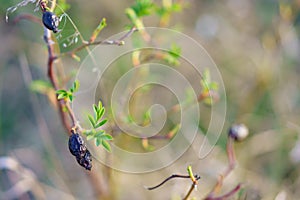 Dried rosehip. Background or backdrop with selective focus and copy space