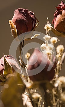 Dried Roses