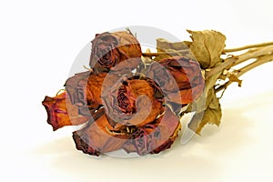 Dried Roses