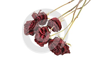 Dried roses