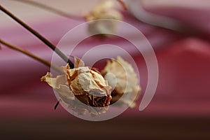 Dried Roses photo