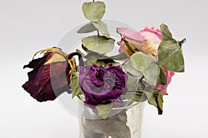 Dried Roses with Green Leaves on Black