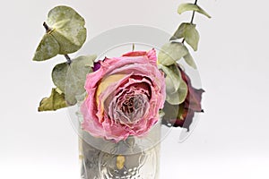 Dried Roses with Green Leaves on Black