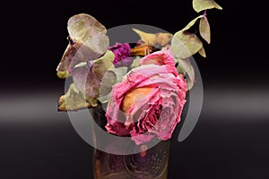 Dried Roses with Green Leaves on Black