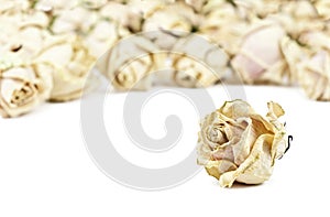 Dried roses isolated on white background