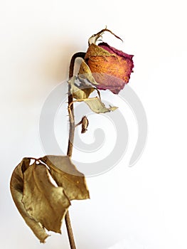 Dried roses