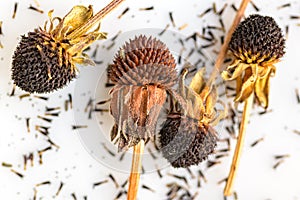 Dried rudbeckia flower heads. Collecting seeds for propagation. Gardening background.