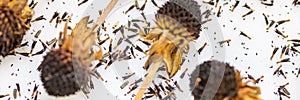 Dried rudbeckia flower heads. Collecting seeds for propagation. Gardening background.