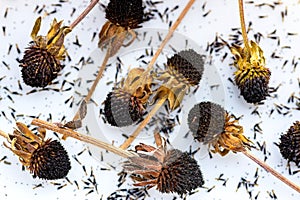 Dried rudbeckia flower heads. Collecting seeds for propagation. Gardening background.