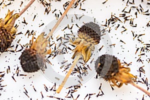 Dried rudbeckia flower heads. Collecting seeds for propagation. Gardening background.