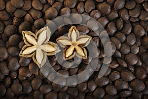 Dried sacha inchi photo