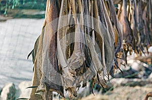 Dried and salted cod, stockfish hanging on a board