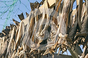 Dried and salted cod, stockfish hanging on a board