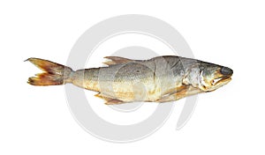 Dried Salted fish kulao Fourfinger threadfin