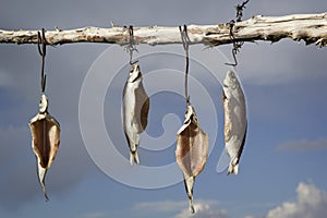 Dried salted whitefish outdoors. Lake Issyk-Kul, Kyrgyzstan