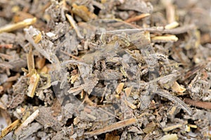 Dried Salvia Officinalis (Sage) Herb Close-Up