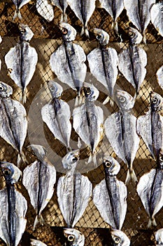 Dried Sardines Portugal