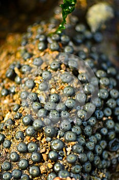 Dried sea creature on seashore created texture