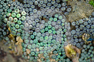 Dried sea creature on seashore created texture