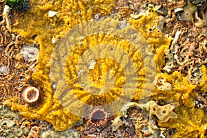 Dried sea creature on seashore created texture