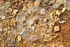 Dried sea creature on seashore created texture