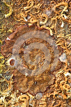 Dried sea creature on seashore created texture