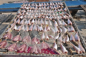 Dried sea fish on the net tray in a process of Sun Drying Food Techniques. Food preservation conceptual