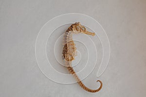 Dried sea horse on white background. Nature and ocean life .