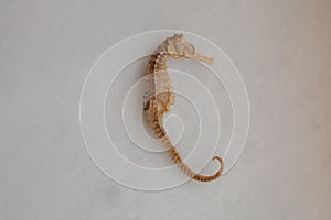 Dried sea horse on white background. Nature and ocean life .