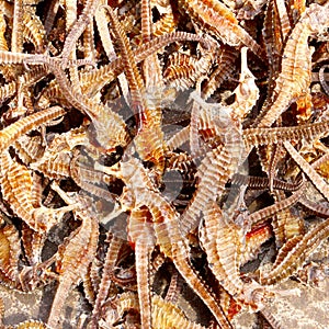 Dried sea horses Chinese traditional medicine, China