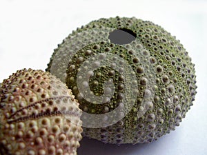 Dried sea urchins