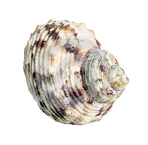 Dried seashell of whelk mollusc cutout on white