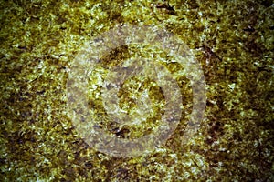 Dried seaweed background