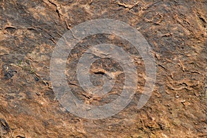 Dried seaweed background