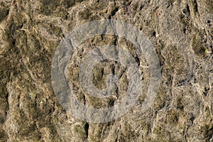 Dried seaweed background