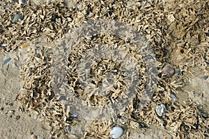 Dried seaweed on beach strandline