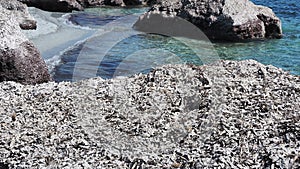 Dried seaweed Posidonia oceanica, forming banks on sand in a beach in Sardinia, Italy. Natural sustainable ecosystem