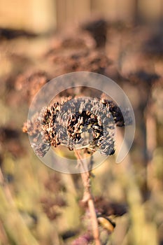 Dried Sedum telephium flower