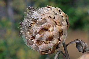 Dried seed head of a Globe Artichoke or Cardoon, Cynara cardunculus, close-up view