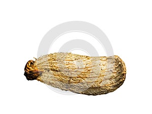 Dried seed of mango isolated on white background.